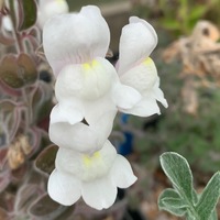 Antirrhinum molle 